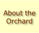 About the Orchard